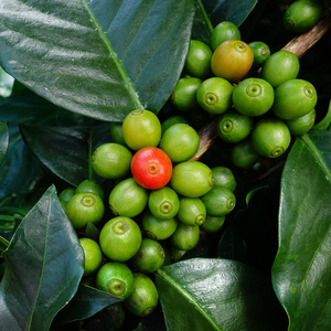 茎绿色咖啡豆