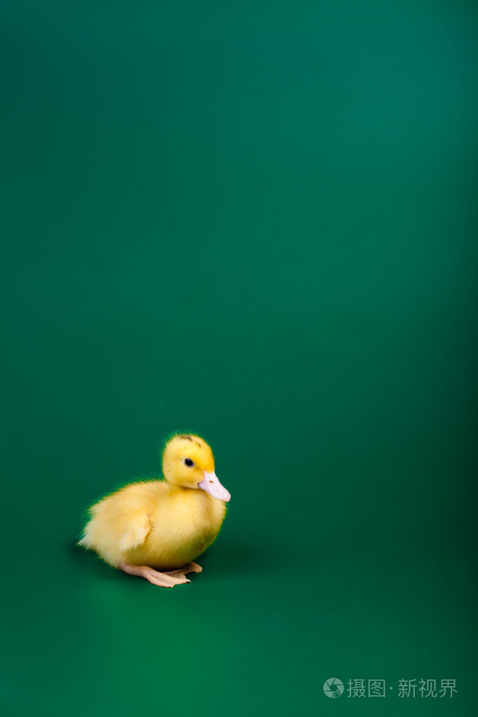在绿色背景上的小鸭子
