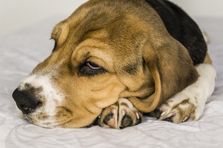 可爱的小猎犬小狗