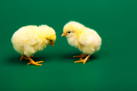 在绿色背景上的两个小 chicknens