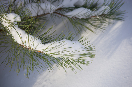 冷冻的针叶树分支覆盖着冬天的雪