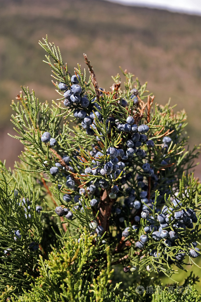 杜松灌木与深蓝色浆果关闭