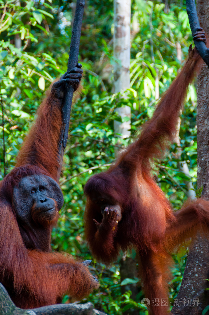 挂在一棵树在丛林中印度尼西亚的两个orangutan