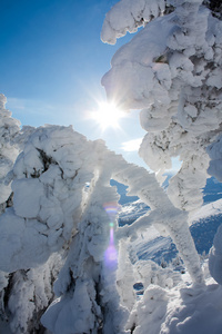 阳光照在被雪覆盖的树木上