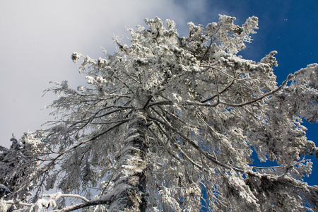 树在雪的看法从下面