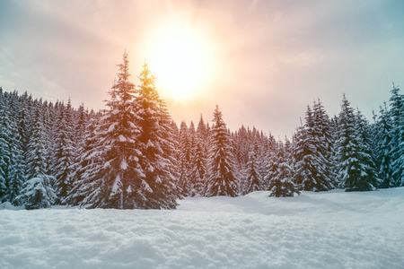 冬季森林美丽的日落