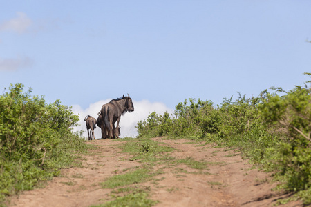 Wildbeest 野生动物