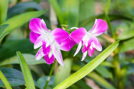 美丽的紫色兰花花