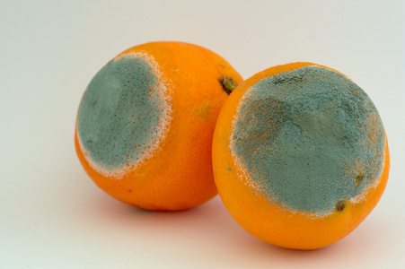 酸溜溜地两个发霉的橙子照片