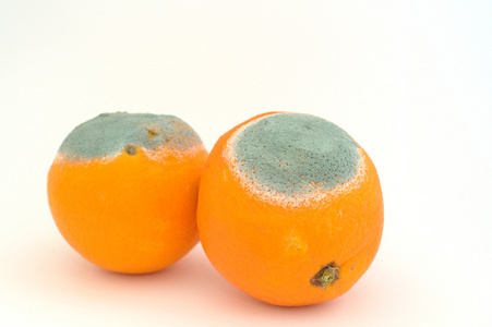 两个发霉的橙子