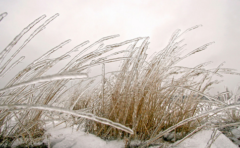 冰冷的冬草照片