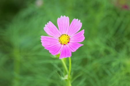 大同花园里的花