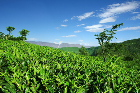 高地茶种植园在斯里兰卡哈普特莱