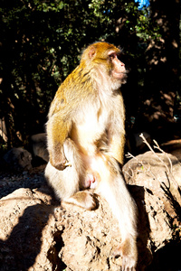 老猴子在非洲摩洛哥和背景