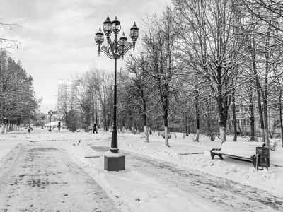 2015年12月17日, 俄罗斯普什基诺。冬季景观。林荫大道上的树木