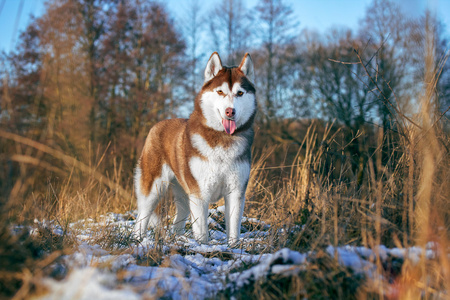 西伯利亚雪橇犬在森林里散步