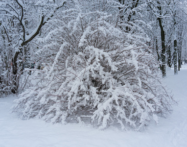 童话冬天背景与雪的灌木图片