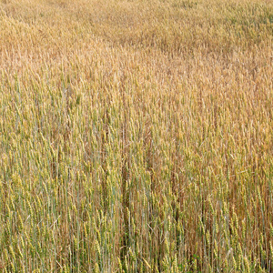 小麦在草地上