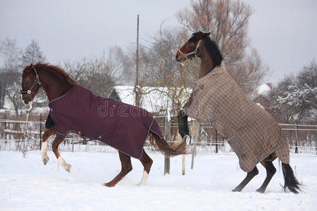 两匹马在雪地里养着