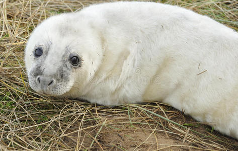 大西洋灰海豹幼犬