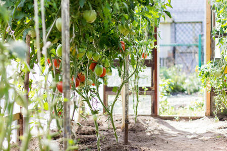 温室里生长的成熟番茄。