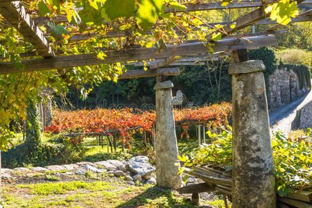 意大利葡萄园的秋色