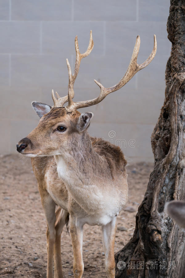 有美丽鹿角的公鹿