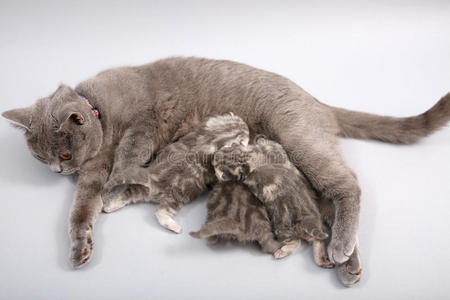 猫在喂她的孩子