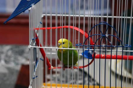 鹦鹉坐在笼子里
