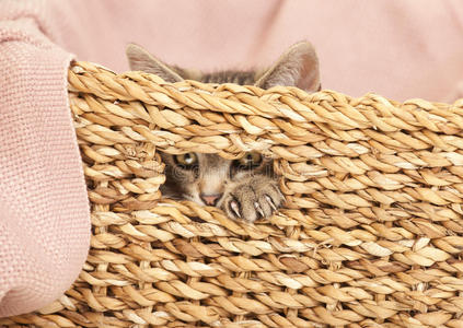 小猫从篮子里往外看
