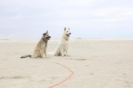 两只狗坐在沙滩上