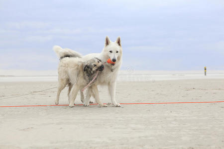 两只狗在海滩上玩耍