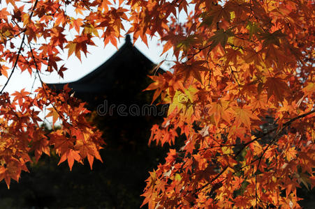 京都的秋天