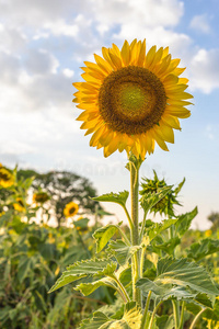 太阳花黑光