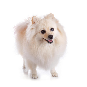 白色博美犬幼犬图片