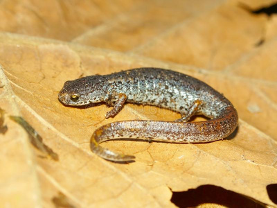 单趾四趾蝾螈照片