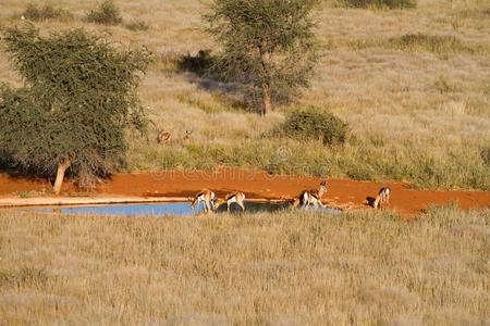 纳米比亚春羚