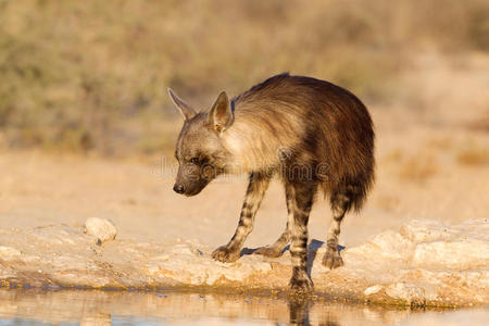 水洞里的棕色鬣狗照片