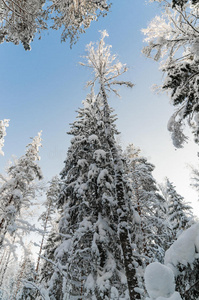 冬天的白雪覆盖在蓝天下的树木