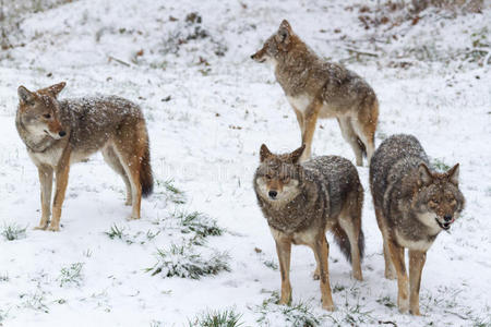 冬季场景中的一群郊狼
