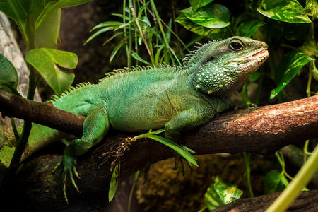 温柔的散景,洪降雨季节概念上的雨滴绿蜥蜴绿蜥蜴黑山的绿色森林和