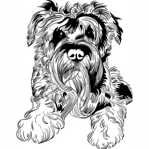 矢量素描狗雪纳瑞品种手绘矢量图照片