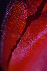 郁金香花瓣上的雨滴