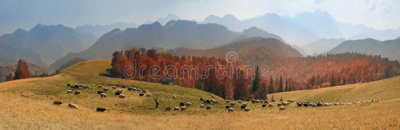 秋天的跨喀尔巴阡山牧场