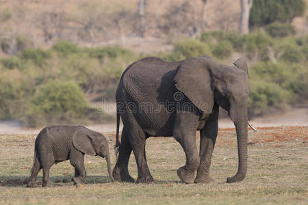母象和小象沿着乔比散步