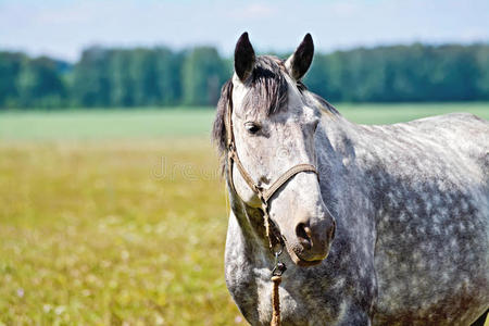 草地上的马灰色