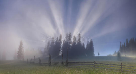 浓雾中的树。喀尔巴阡山。