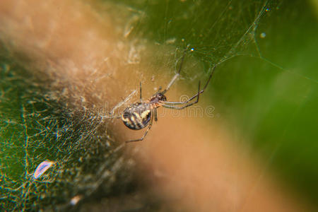 蜘蛛网上的小蜘蛛
