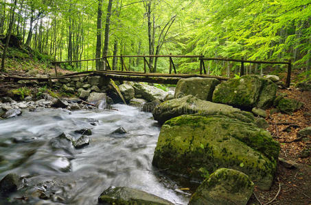 森林里的桥