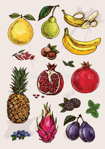 手绘水果收藏